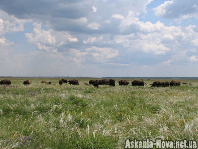 американские бизоны в асканской степи