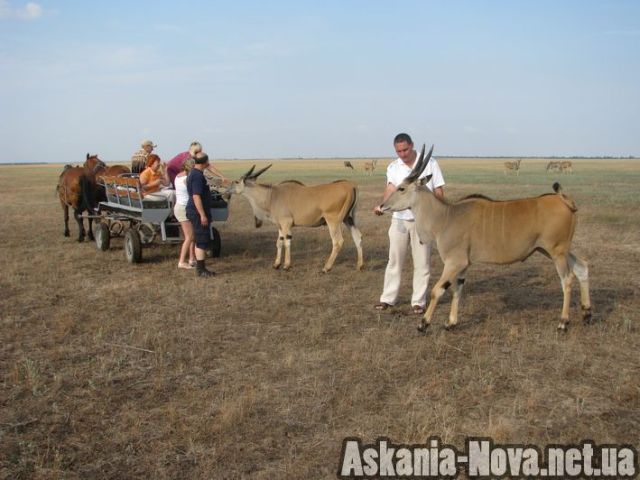 фотосафари с антилопами канна