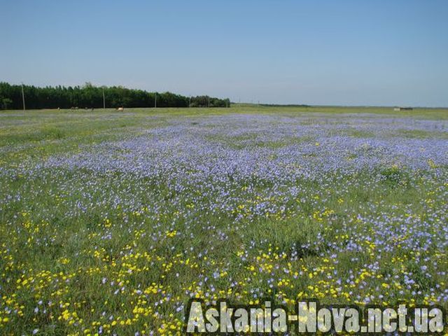 яркая степь заповедника «Аскания-Нова»