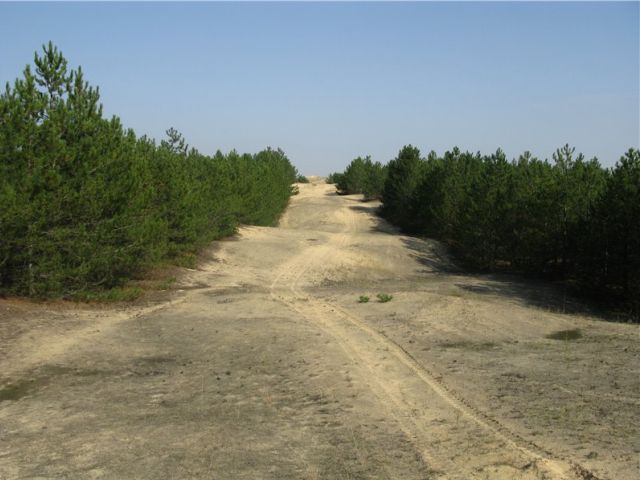 дорога до Олешківської пустелі починається з лісопосадки