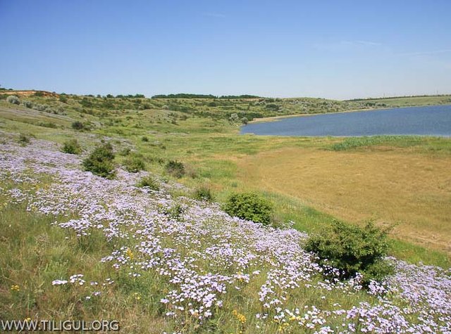 флора Тилігульського лиману