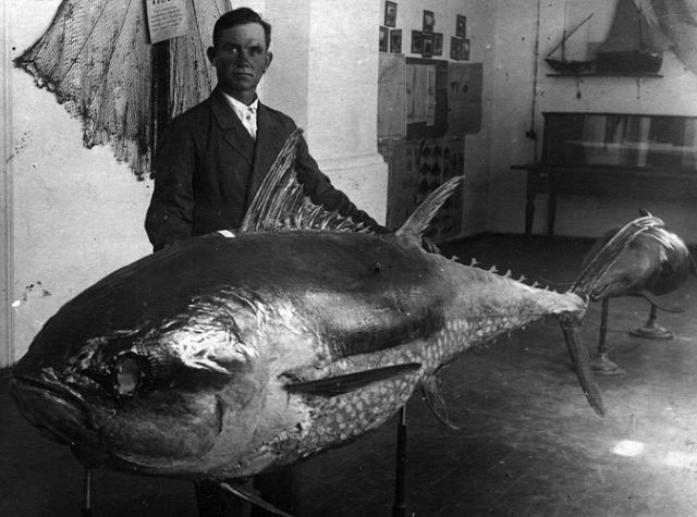 фото - «рыбак Воробьев поймал тунца в Азовском море 1928 г.»
