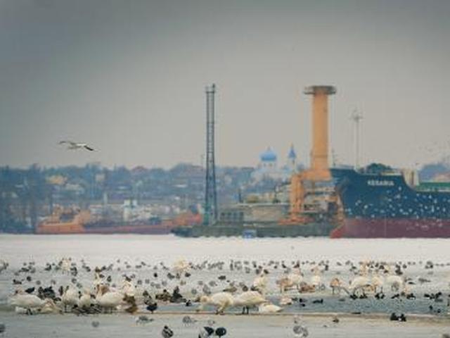 обитатели причалов Ильичевского морского порта