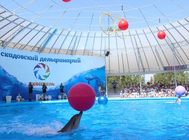 яскраве шоу дельфінарію 