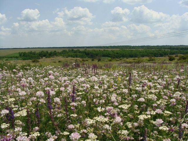 вязель и шалфей на степных участках с пастбищной нагрузкой